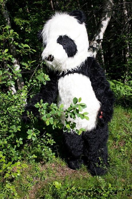 少女麦德琳被身着小红帽服装的熊猫搞上了